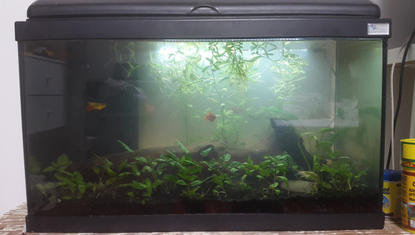 Ajout de plantes + enlèvement des pierres/coquillages (erreur de débutant de ma part)