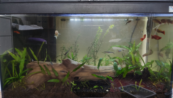 Ajout de plants de cryptocoryne