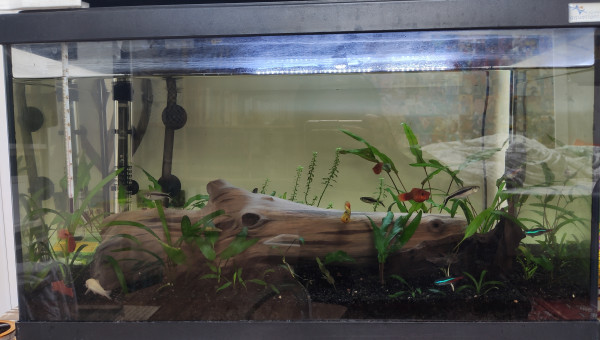 Avant grand changement, à venir : changement de substrat, ajout de racines et de nouvelles plantes