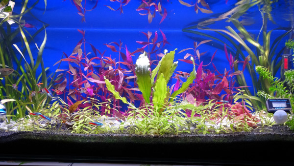 Nouvelle photo de mon aquarium