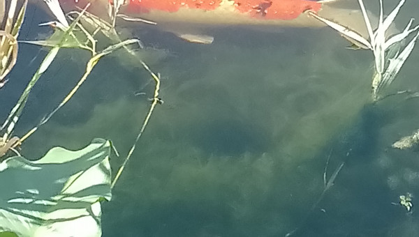 Koi ginrin sanke male