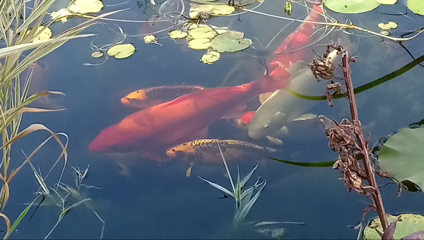 benigoi (rouge), ginrin sanke ( blanche, rouge et noir), purachina ( blanche)