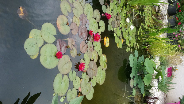 Nénuphars en fleurs