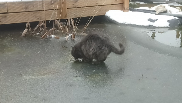 Le chat sur la glace et les koi dessous....