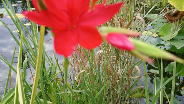 Floraison des lis des cafres