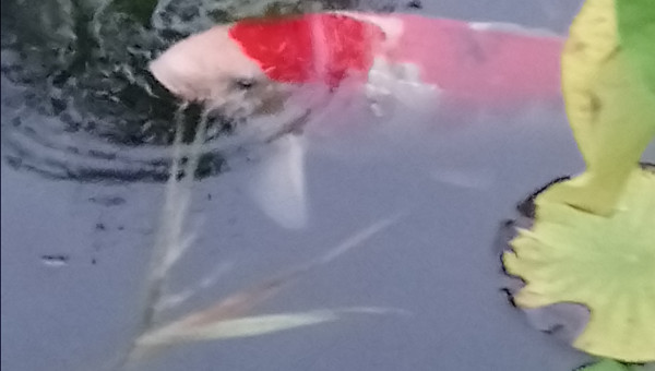 Au repas les kois....