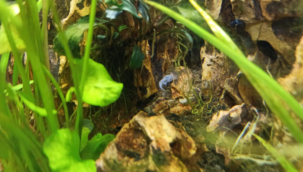 Première mue de crevette