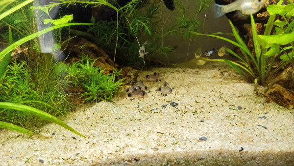 Arrivée des Corydoras Pandas