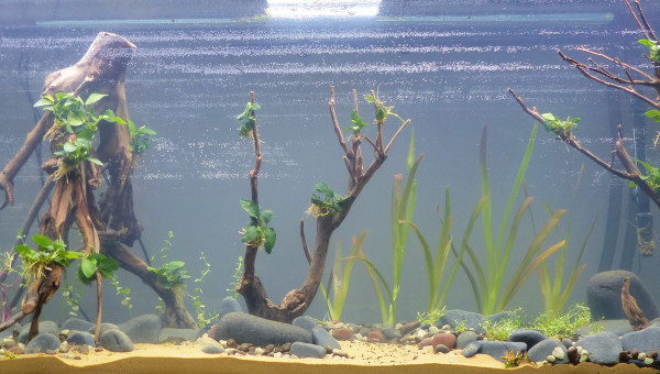 La plantaçiòn (Qualidad Floraquatic)