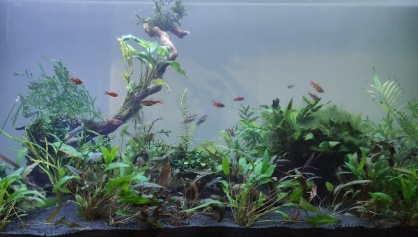 Quel bonheur d'avoir enfin les poissons dans le salon!