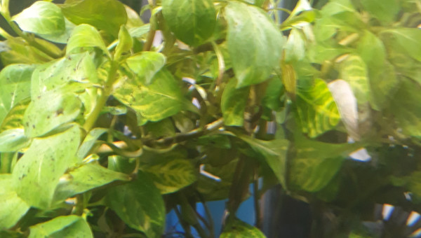 Quand tu craque pour une plante n'oublie pas de demander le nom