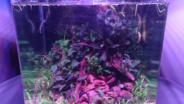 Welcome to the Jungle #2