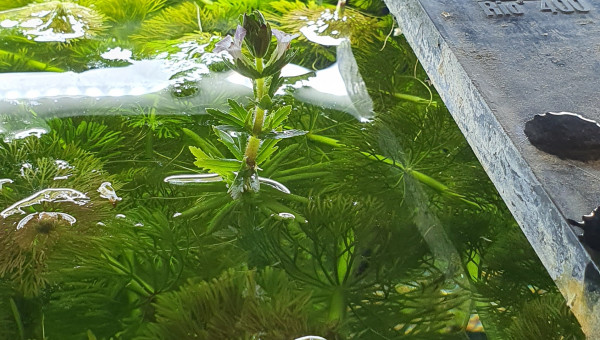 Floraison d'un limnophilia