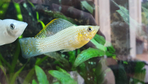 Molly male