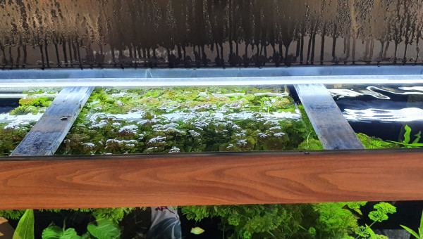 Beaucoup trop de limnophilia !