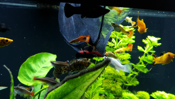 Les vers de vase, leur passion