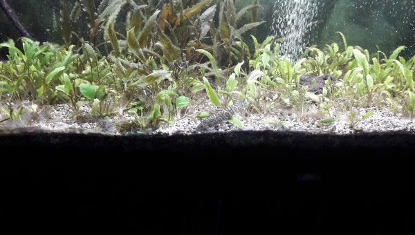 Photo prise avant la remise en état, il faut parfois montrer le mauvais coté