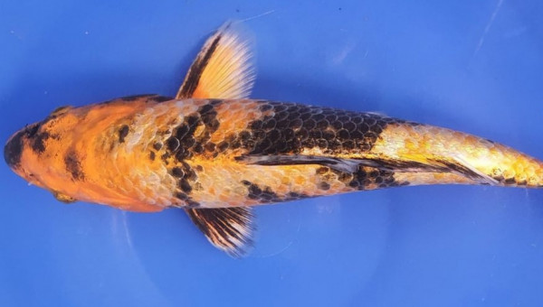 Nouvelle koi  ginrin kin showa de 2 ans