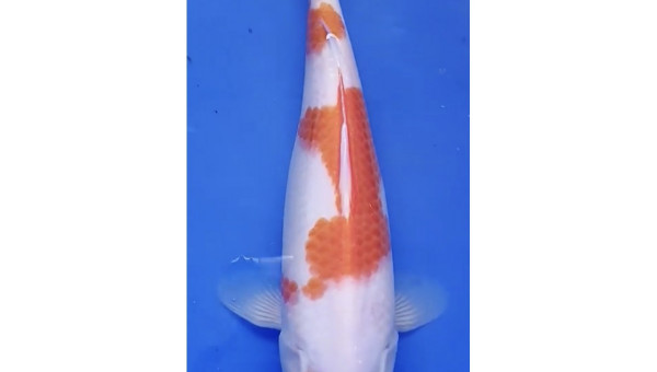 Nouvelle koi japon Maruten kohaku de 2 ans