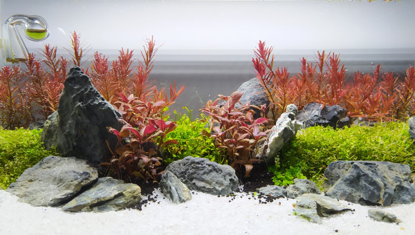 Rescape petit à petit