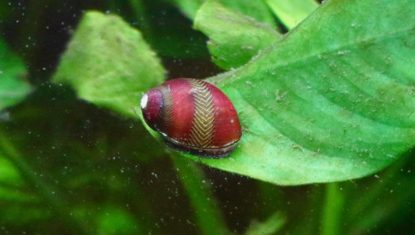 l'une de mes nérites de Waigiou