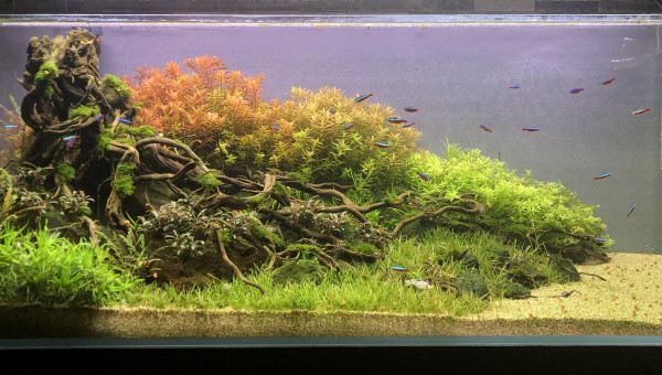 MaJ photo d’aquarium