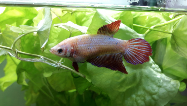 Betta au repos dominical