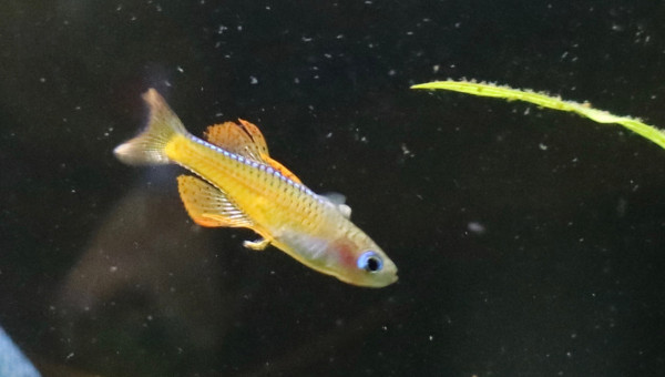 pseudomugil Paskai bien coloré