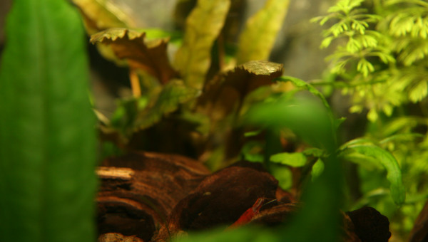 Shouting photos pour les crevettes