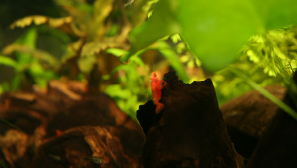 Shouting photos pour les crevettes