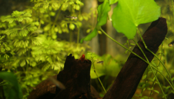Shouting photos pour les crevettes
