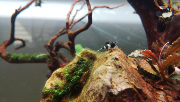 Caridina cantonensis taiwan bee black panda