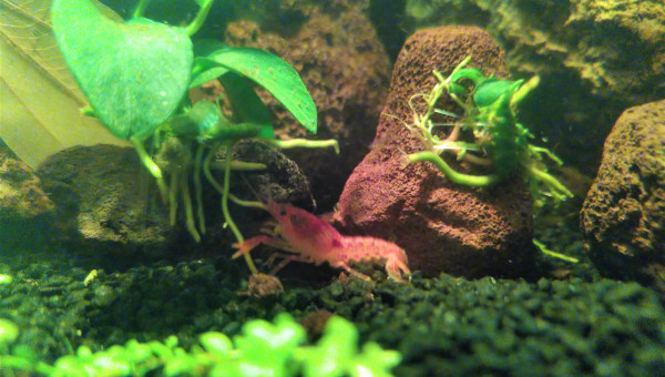 Les petites CPO sortent de leur cachette