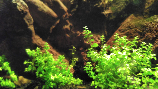 Le tapis gazonnant se développe bien