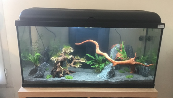 Début du cycle de l’azote