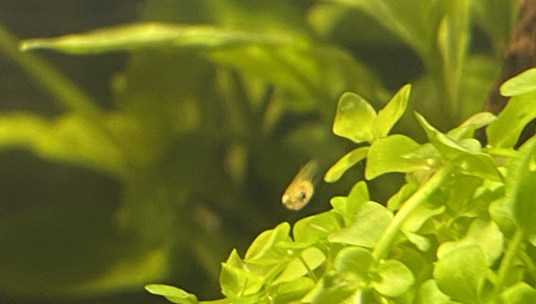 Naissance guppy