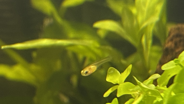 Naissance guppy