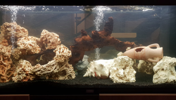 Attentte des poissons