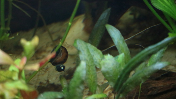 Clithon Corana sur vittina semiconica