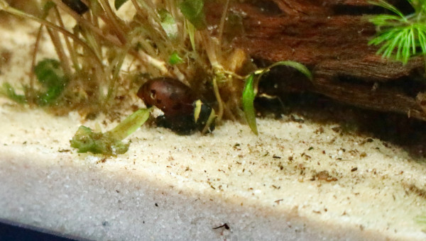 Clithon Corana sur vittina semiconica