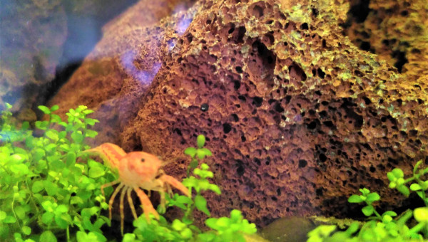 Les 6 CPO sont de sortie