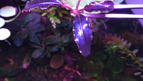 Pour le plaisir des yeux...