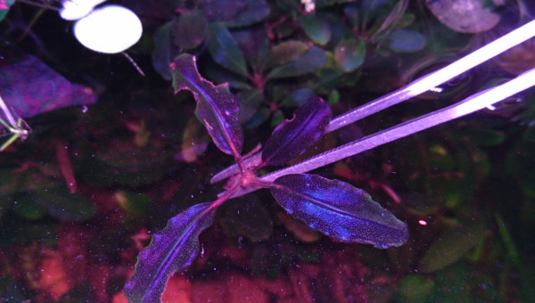 Pour le plaisir des yeux...