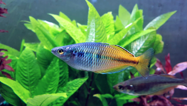 melanotaenia boesemani