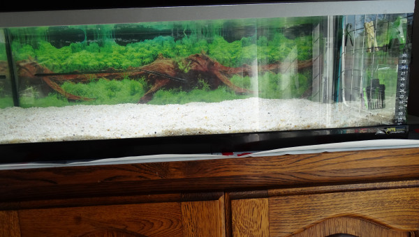 Nouvelle photo de mon aquarium