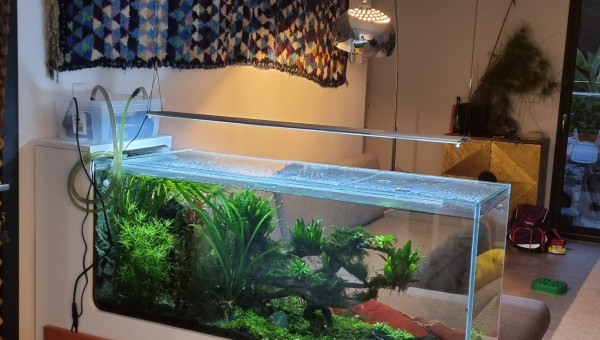 Bac amazonien Barbara