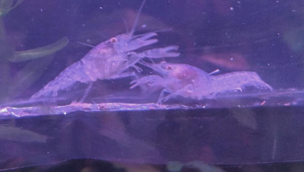 Cambarellus diminitus