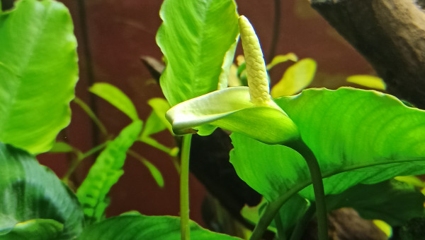 Fleur d'Anubias Caladifolia
