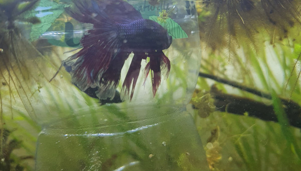 Expérience repro combattant