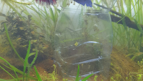 Expérience repro combattant